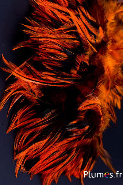 Coq flammé - 10-15 cm - orange